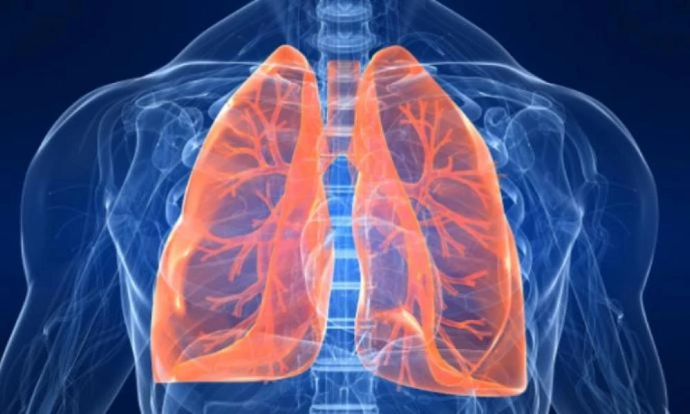 Καρκίνος Πνεύμονα: Το βότανο που "μπλοκάρει" τον πολλαπλασιασμό των καρκινικών κυττάρων